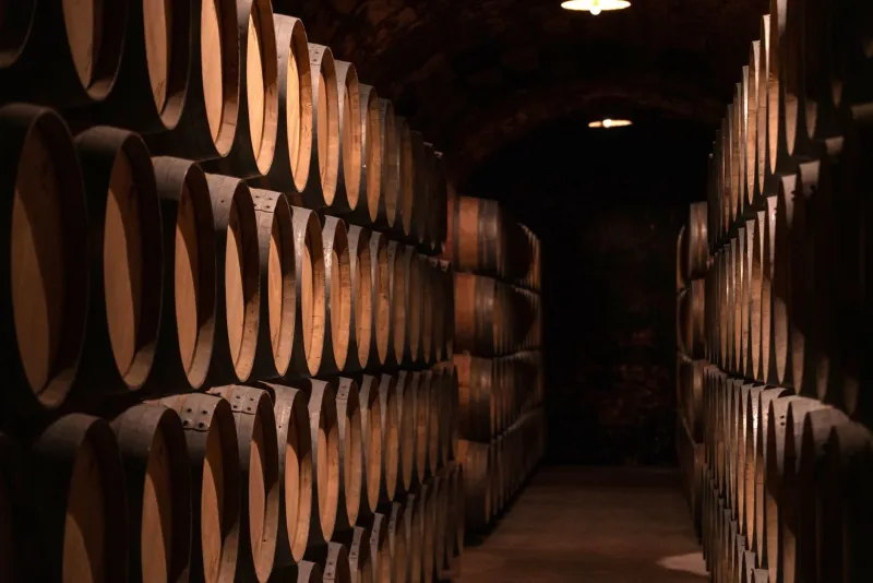 What the Bean Cannot Tell You: The Quiet Alchemy of Chocolate Aged Beyond Its Harvest